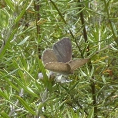 Erina hyacinthina (Varied Dusky-blue) at Borough, NSW - 3 Mar 2023 by Paul4K