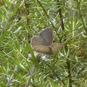 Erina hyacinthina at Borough, NSW - suppressed