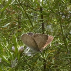 Erina hyacinthina at Borough, NSW - suppressed