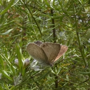 Erina hyacinthina at Borough, NSW - 3 Mar 2023