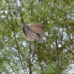 Erina hyacinthina at Borough, NSW - 3 Mar 2023