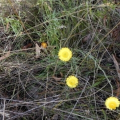 Coronidium gunnianum (Gunn's Everlasting) at Borough, NSW - 2 Mar 2023 by Paul4K