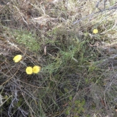 Coronidium gunnianum at Borough, NSW - suppressed