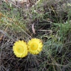 Coronidium gunnianum at Borough, NSW - 2 Mar 2023