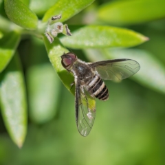 Villa sp. (genus) (Unidentified Villa bee fly) at Weston, ACT - 1 Feb 2023 by Kenp12