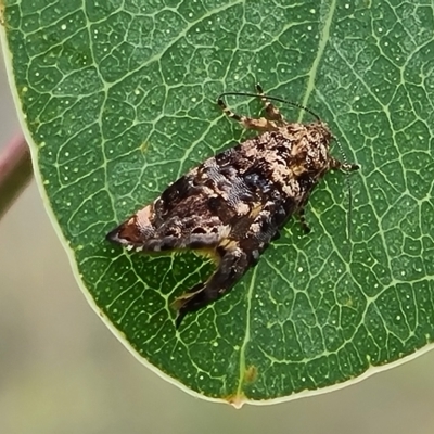 Peritropha oligodrachma (A twig moth) at Mount Mugga Mugga - 3 Mar 2023 by Mike