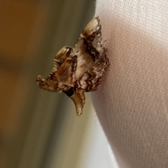 Scenedra decoratalis (A Pyralid moth) at Jerrabomberra, NSW - 4 Mar 2023 by SteveBorkowskis