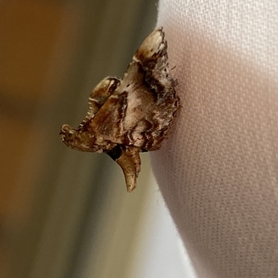 Scenedra decoratalis (A Pyralid moth) at Jerrabomberra, NSW - 4 Mar 2023 by SteveBorkowskis
