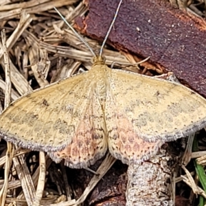 Scopula rubraria at Wamboin, NSW - 4 Mar 2023 02:00 PM