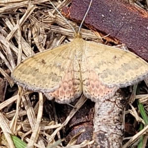 Scopula rubraria at Wamboin, NSW - 4 Mar 2023 02:00 PM