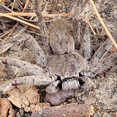 Isopeda sp. (genus) (Huntsman Spider) at Wamboin, NSW - 4 Mar 2023 by trevorpreston