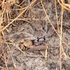 Isopeda sp. (genus) at Wamboin, NSW - 4 Mar 2023