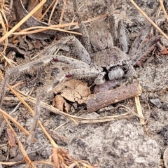 Isopeda sp. (genus) at Wamboin, NSW - 4 Mar 2023