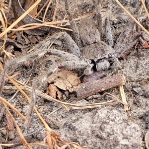 Isopeda sp. (genus) at Wamboin, NSW - 4 Mar 2023 01:50 PM