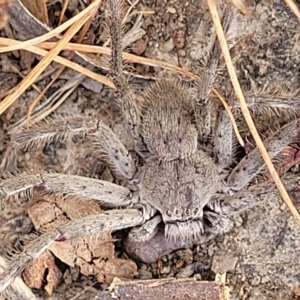Isopeda sp. (genus) at Wamboin, NSW - 4 Mar 2023