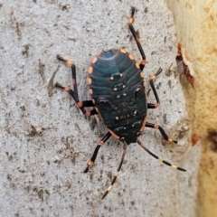 Diemenia rubromarginata (Pink-margined bug) at QPRC LGA - 4 Mar 2023 by trevorpreston