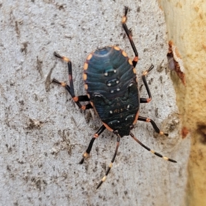 Diemenia rubromarginata at Wamboin, NSW - 4 Mar 2023 01:50 PM