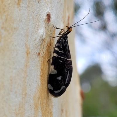 Porismus strigatus (Pied Lacewing) at Wamboin, NSW - 4 Mar 2023 by trevorpreston