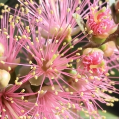 Callistemon sieberi (River Bottlebrush) at Splitters Creek, NSW - 25 Feb 2023 by KylieWaldon