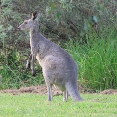 Macropus giganteus (Eastern Grey Kangaroo) at Splitters Creek, NSW - 26 Feb 2023 by KylieWaldon