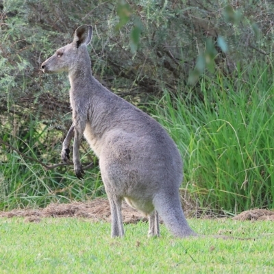 Macropus giganteus (Eastern Grey Kangaroo) at Wonga Wetlands - 25 Feb 2023 by KylieWaldon