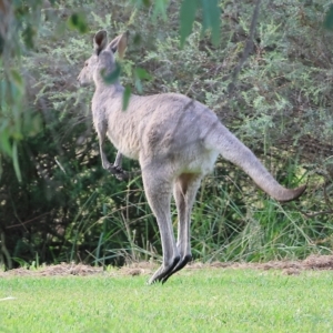 Macropus giganteus at Splitters Creek, NSW - 26 Feb 2023 09:26 AM