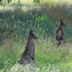 Macropus giganteus at Splitters Creek, NSW - 26 Feb 2023 09:26 AM