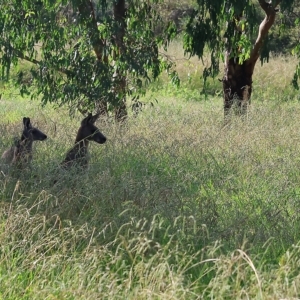 Macropus giganteus at Splitters Creek, NSW - 26 Feb 2023 09:26 AM