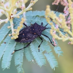 Poecilometis patruelis (Gum Tree Shield Bug) at Wonga Wetlands - 25 Feb 2023 by KylieWaldon