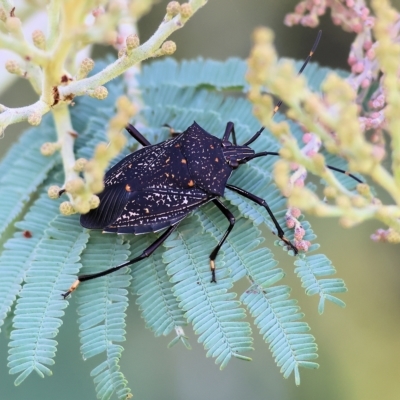 Poecilometis patruelis (Gum Tree Shield Bug) at Wonga Wetlands - 25 Feb 2023 by KylieWaldon