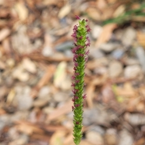 Setaria sp. at Wamboin, NSW - 4 Mar 2023 01:26 PM