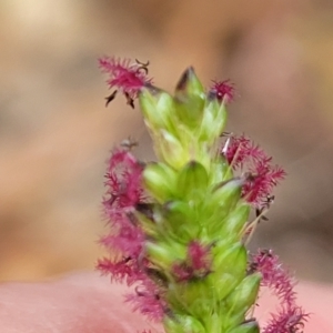 Setaria sp. at Wamboin, NSW - 4 Mar 2023 01:26 PM