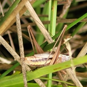 Conocephalus upoluensis at Wamboin, NSW - 4 Mar 2023