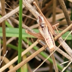 Conocephalus upoluensis at Wamboin, NSW - 4 Mar 2023