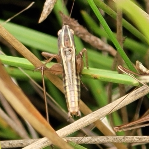 Conocephalus upoluensis at Wamboin, NSW - 4 Mar 2023