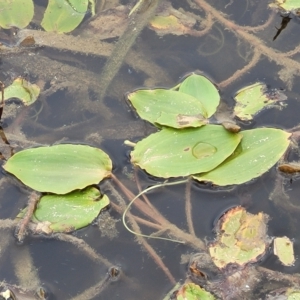 Potamogeton sulcatus at Wamboin, NSW - 4 Mar 2023 12:25 PM