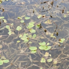 Potamogeton sulcatus at Wamboin, NSW - 4 Mar 2023 12:25 PM