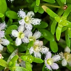 Glossostigma elatinoides (Small Mud-mat) at QPRC LGA - 4 Mar 2023 by trevorpreston