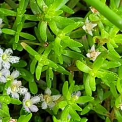 Glossostigma elatinoides at Wamboin, NSW - 4 Mar 2023