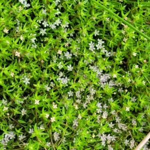 Glossostigma elatinoides at Wamboin, NSW - 4 Mar 2023