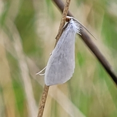 Tipanaea patulella (The White Crambid moth) at Wamboin, NSW - 4 Mar 2023 by trevorpreston