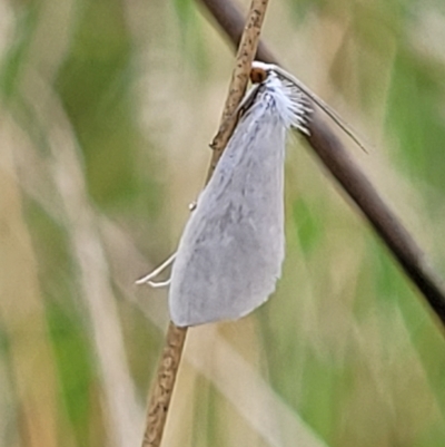 Tipanaea patulella (The White Crambid moth) at Wamboin, NSW - 4 Mar 2023 by trevorpreston