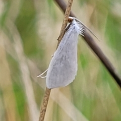 Tipanaea patulella (A Crambid moth) at Wamboin, NSW - 4 Mar 2023 by trevorpreston