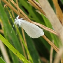 Tipanaea patulella at Wamboin, NSW - 4 Mar 2023 12:23 PM