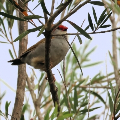 Neochmia temporalis (Red-browed Finch) at Wonga Wetlands - 25 Feb 2023 by KylieWaldon