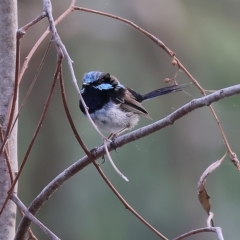 Malurus cyaneus (Superb Fairywren) at Albury - 25 Feb 2023 by KylieWaldon