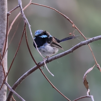 Malurus cyaneus (Superb Fairywren) at Splitters Creek, NSW - 25 Feb 2023 by KylieWaldon