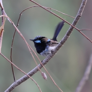 Malurus cyaneus at Splitters Creek, NSW - 26 Feb 2023 09:04 AM