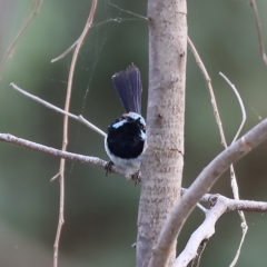 Malurus cyaneus at Splitters Creek, NSW - 26 Feb 2023 09:04 AM