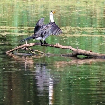 Microcarbo melanoleucos (Little Pied Cormorant) at Wonga Wetlands - 26 Feb 2023 by KylieWaldon